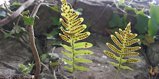 Imagen principal de An Introduction to Ferns