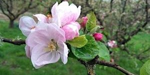 Immagine principale di Broad-leaved Trees in Spring 