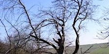 Identifying Broad-leaved Trees in Winter  primärbild