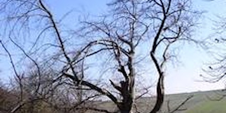 Identifying Broad-leaved Trees in Winter