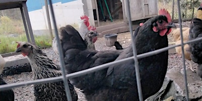 Imagem principal do evento Introduction to Chicken Keeping - Laying Hens