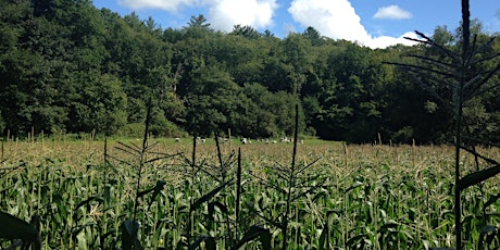 Field Demonstration of No-till Corn into Sod Ground primary image