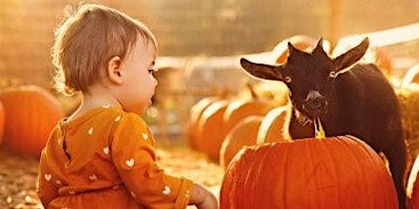 Hauptbild für Pumpkin Carving with Goats!  Visit all of the Farm Animals too!