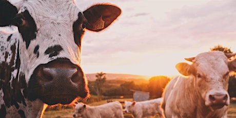 Hauptbild für Antibiotic Stewardship on the Agricultural Commons