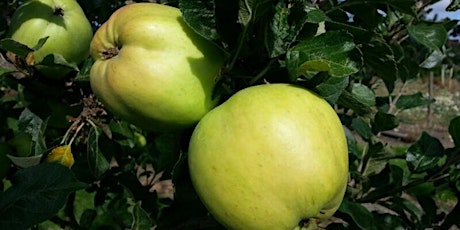 Apple Day primary image