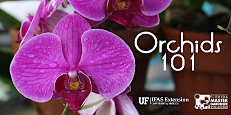 Primaire afbeelding van Orchids 101