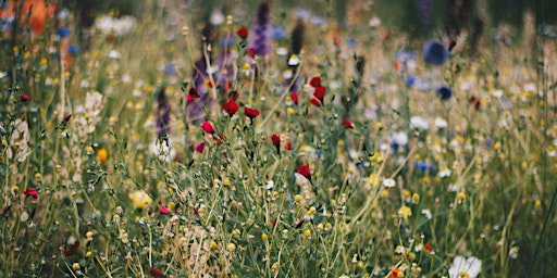 Primaire afbeelding van Spring Wildflower Hike