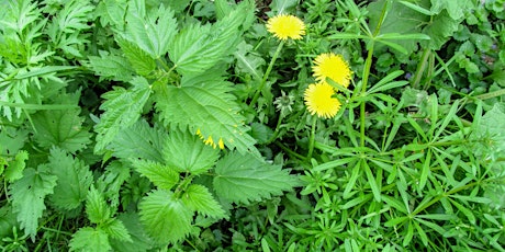 Spring Herbal Tonics
