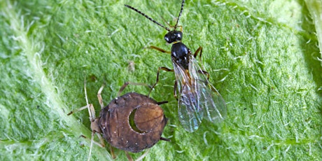 Hauptbild für Science on Tap: Vampires, Zombies & Mummies of the Insect World