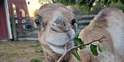 Hauptbild für Hump-Day with Humphrey & Friends at Heartland Country Resort