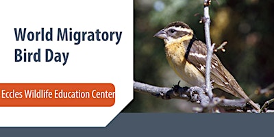 World Migratory Bird Day Celebration!