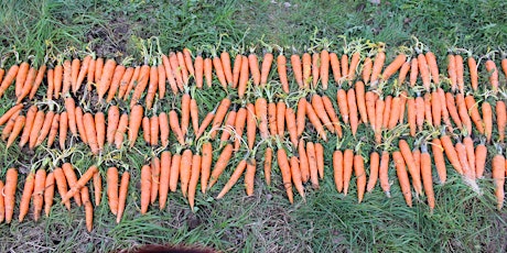 Selecting and Planting Carrots for Organic Seed Production primary image