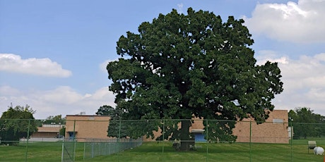 Celebrate the Eastwood Oak primary image