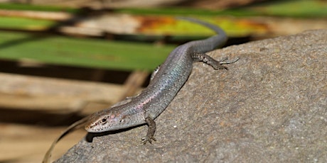 Hauptbild für Monday night- Loving our lizards through reptile-friendly gardening