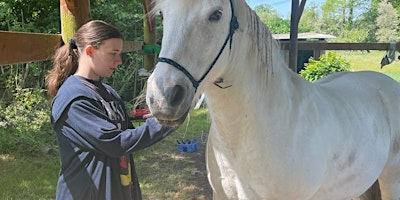 Hauptbild für Equine session