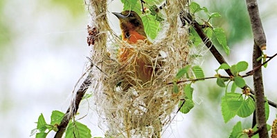 Primaire afbeelding van Birds Nesting: A Six-Week Field Course