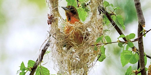 Primaire afbeelding van Birds Nesting: A Six-Week Field Course