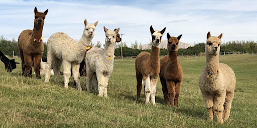 Introduction to Alpacas - Husbandry, Health and Handling primary image