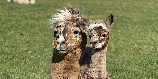Alpaca Breeding - Mating, Birthing, and Cria Care primary image