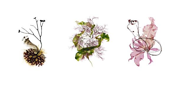 Marine Botanicals: The Art of Seaweed 