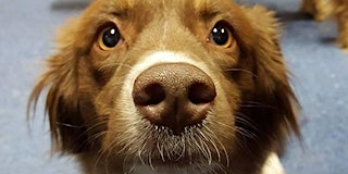 Image principale de Training Class - Scent Detection