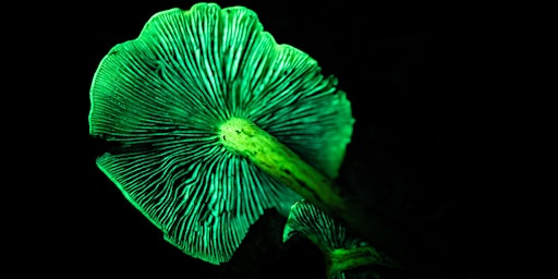 Immagine principale di Discover Natural Biofluorescence at North Cove Nature Reserve 