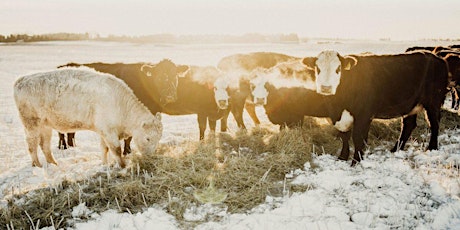 Hauptbild für Wintering Cattle in the Peace Seminar