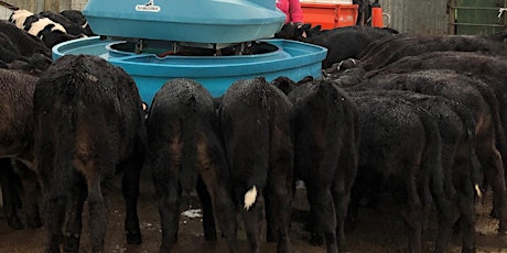 Hauptbild für Dairy Beef Breeding Decisions