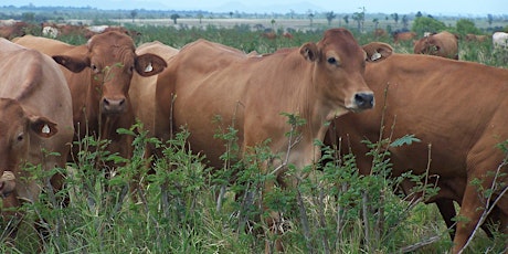 Carbon, cattle and sustainability primary image