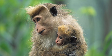 Immagine principale di Monkey Business 
