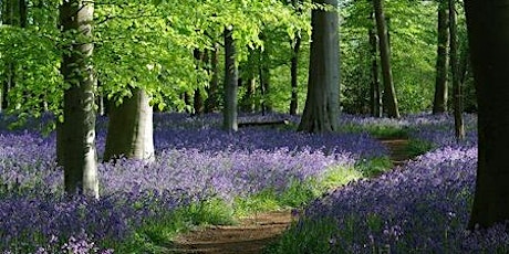 6heads Bluebell Country Walk - Ecology and language primary image