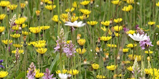 Primaire afbeelding van Using Botanical Keys