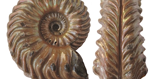 Imagen principal de An Introduction to Fossils