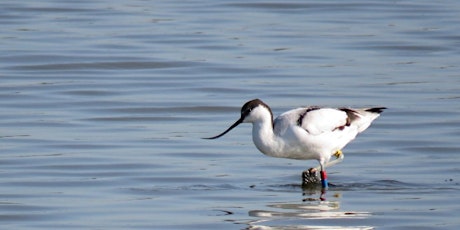 Autumn Migration in North Kent