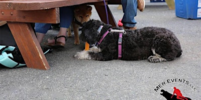 Imagem principal do evento Doggie Social and Basic Training