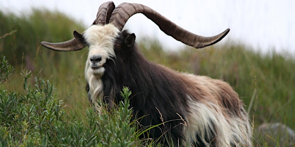 16th / 17th / 18th May - Irish Rare Breeds Conference 2019