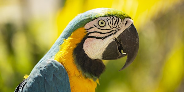 Puerto Vallarta Birds of Paradise Photography Workshop