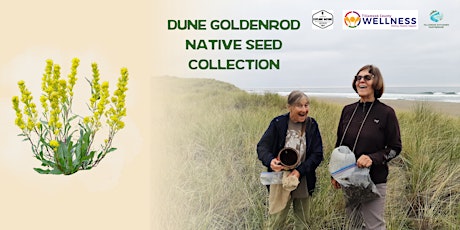 Dune Goldenrod Native Seed Collection primary image