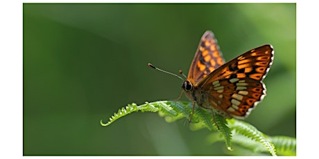 Butterflies  and Biodiversity primary image