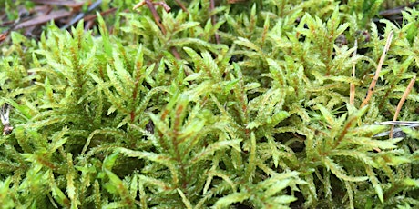 Hauptbild für Around Britain in 30 Bryophytes Online