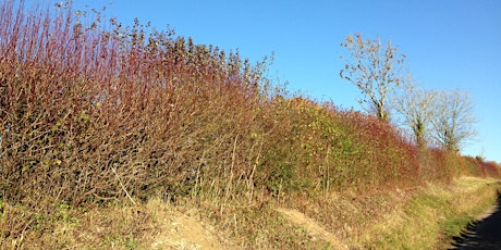 Immagine principale di How to Survey and Assess Hedgerows using the Hedgerow Regulations Online 