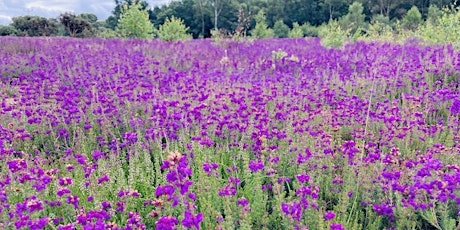 Heathlands and Acid Grassland - Species and Habitat Survey Online