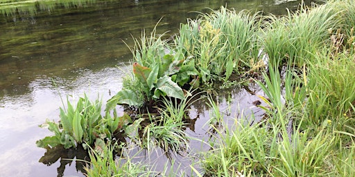 Hauptbild für Aquatic Plant ID Online