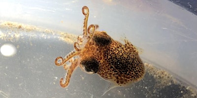 Night-time Rockpool Safari primary image