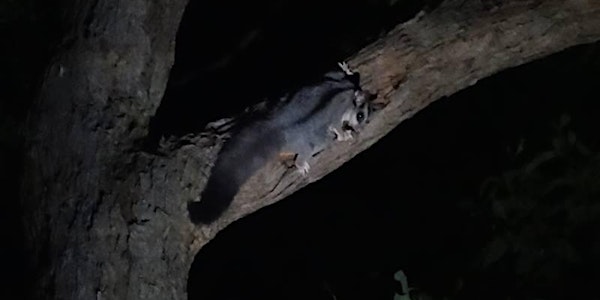 Spotlighting night walk