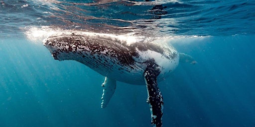 Whales and Seals Freediving Retreat primary image