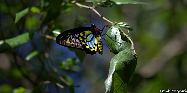 Richmond Birdwing Butterfly- Northern Habitat Corridor Project Launch