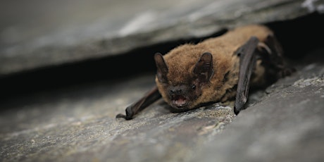 Spurn Evening Bat Experience