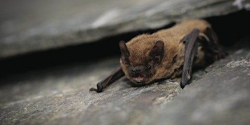 Spurn Evening Bat Walk primary image