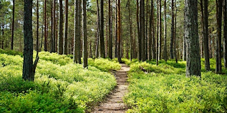 Forest Bathing in Spring | Wellbeing Wander